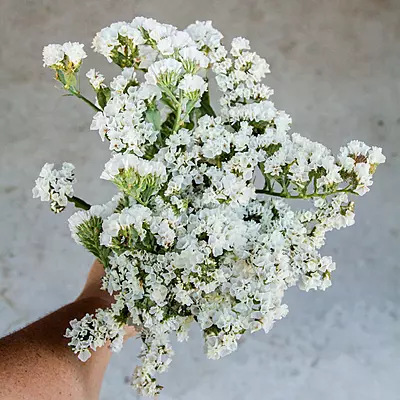 Limonium White
