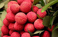 Litchi – Sweet, Juicy & Irresistibly Tropical
