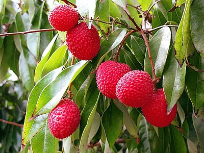 Litchi – Sweet, Juicy & Irresistibly Tropical