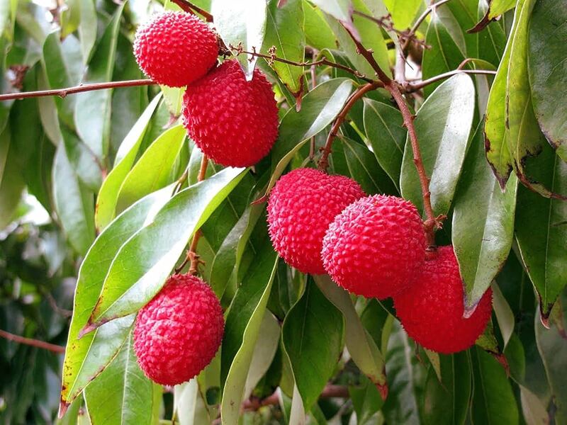 Litchi – Sweet, Juicy & Irresistibly Tropical