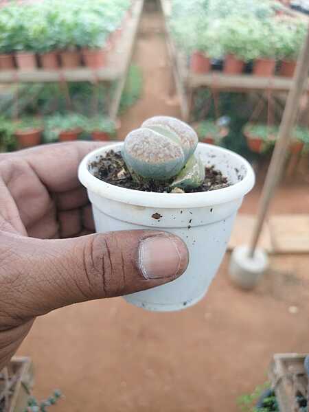 Lithops Lithops