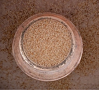 Little Millet