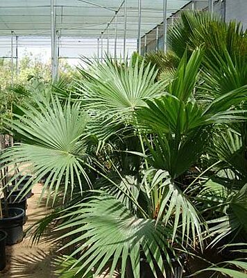 Livistona Chinensis
