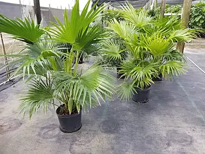 Livistona Chinensis