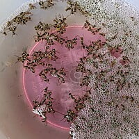 1 no - పండు ఈగ బుట్టలు | Fruit fly traps for veg and fruit gardens dumble type