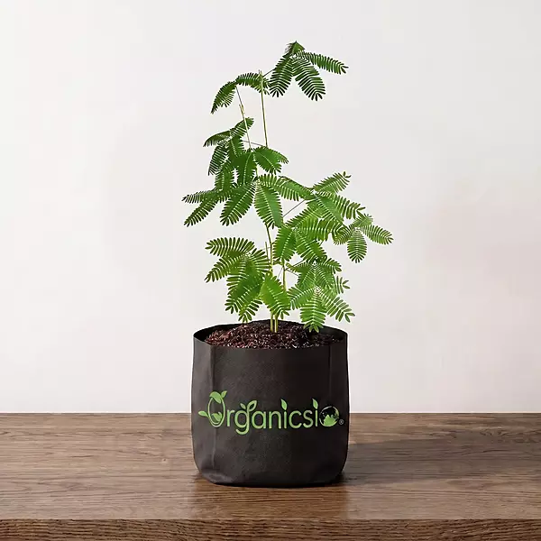 Lojjaboti Plant (Mimosa Pudica)