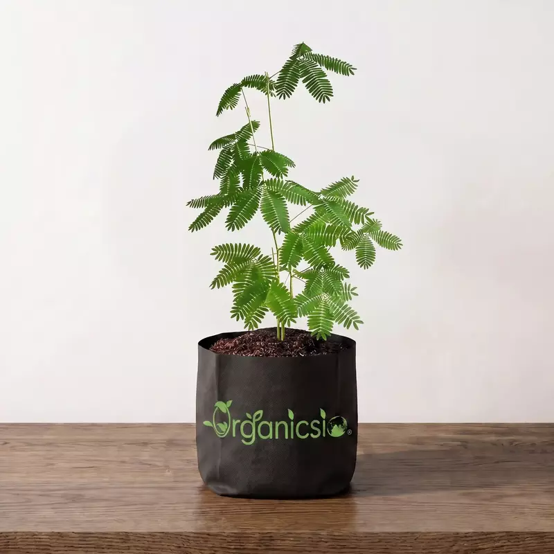 Lojjaboti Plant (Mimosa Pudica)