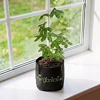 Lojjaboti Plant (Mimosa Pudica)