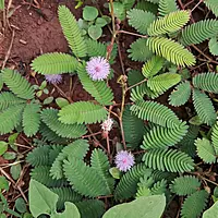 Lojjaboti Plant (Mimosa Pudica)