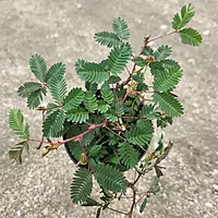 Lojjaboti Plant (Mimosa Pudica)