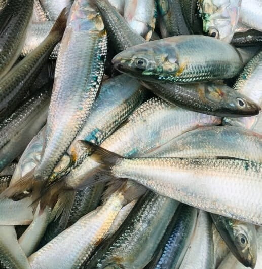 MATHI NADAN 20-30 pcs/kg -500 gm