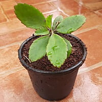 Bryophyllum pinnata రణపాల Patharchata