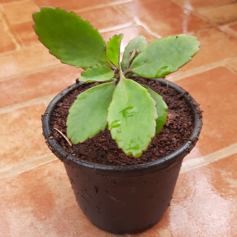 Bryophyllum pinnata రణపాల Patharchata