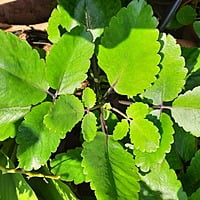 Bryophyllum pinnata రణపాల Patharchata