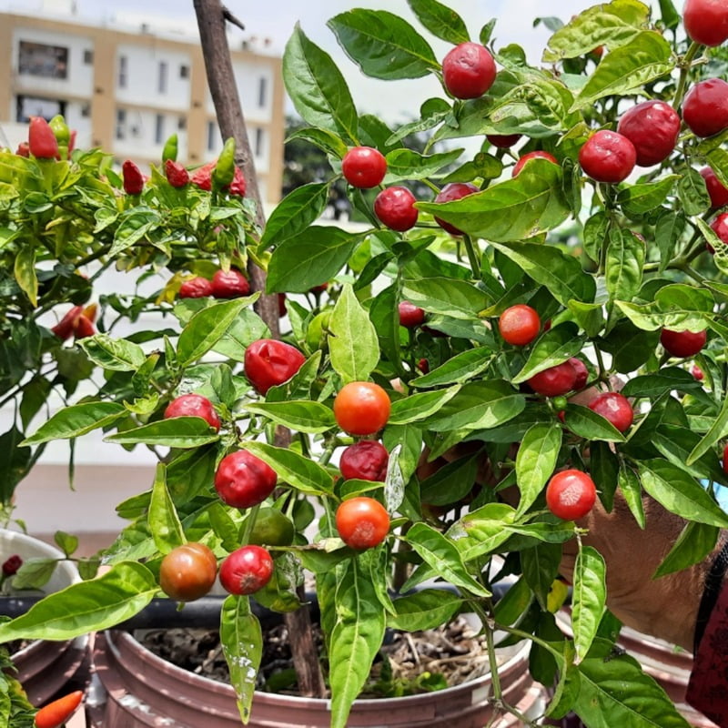 Cherry Peppers (Chilli) 10-12 seeds