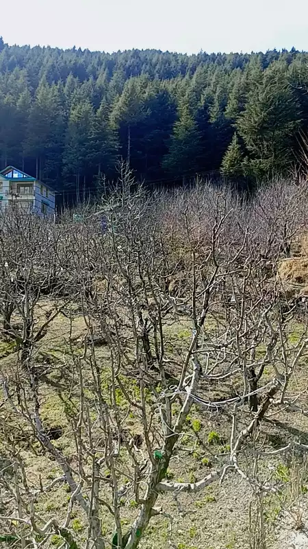 The Beautiful Traveler's Beautiful Stay Chiyyal Village Manali