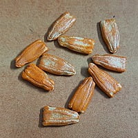 Round Bottle Gourd / Bottle gourd round / సొరకాయ.. ఆనెపు కాయ 8 to 10 seeds