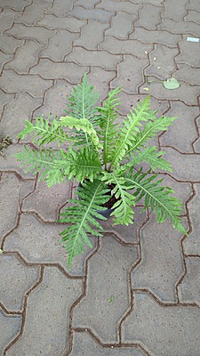 Macho Fern Macho Fern