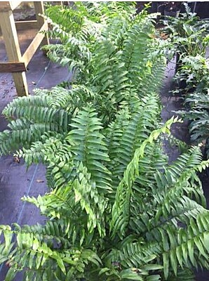 Macho Fern Macho Fern