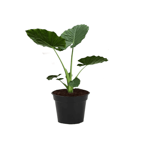 Alocasia Macrorrhizos