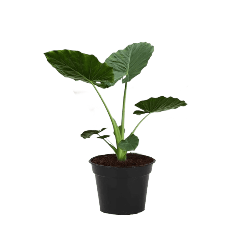 Alocasia Macrorrhizos