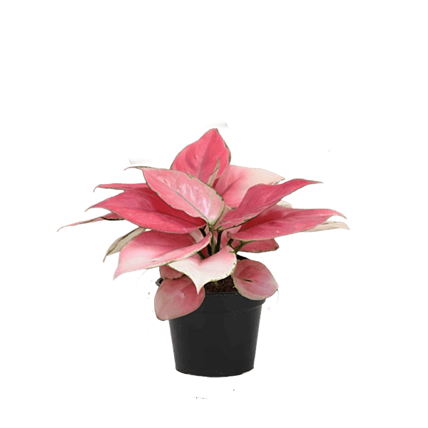 Aglaonema Magical Galm