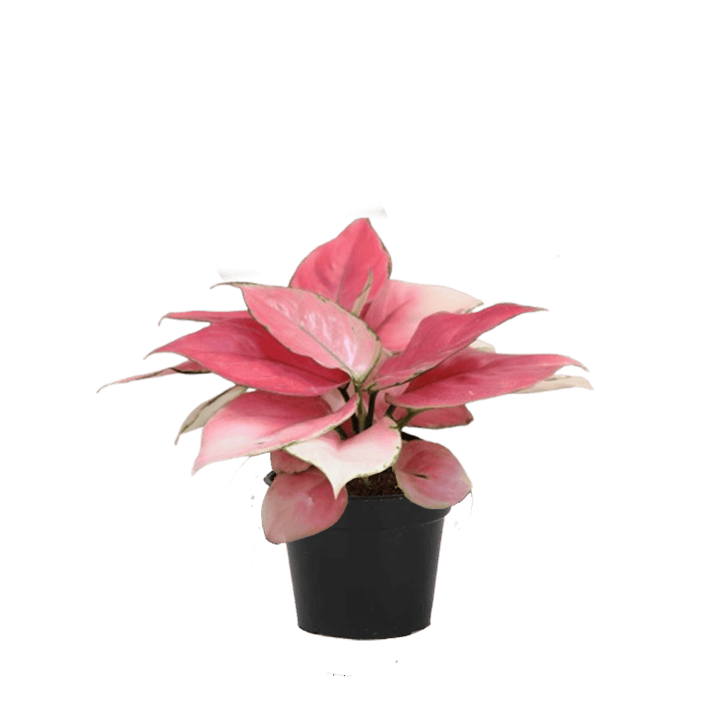 Aglaonema Magical Galm