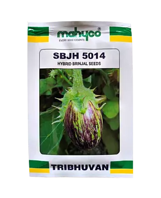 Brinjal seeds SBJH-5014 by Mahyco