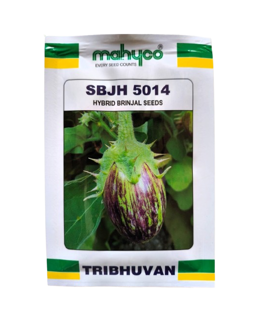 Brinjal seeds SBJH-5014 by Mahyco