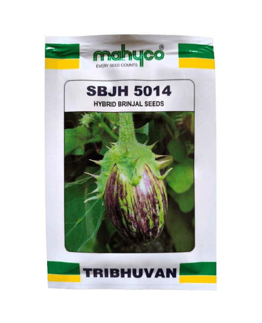 Brinjal seeds SBJH-5014 by Mahyco