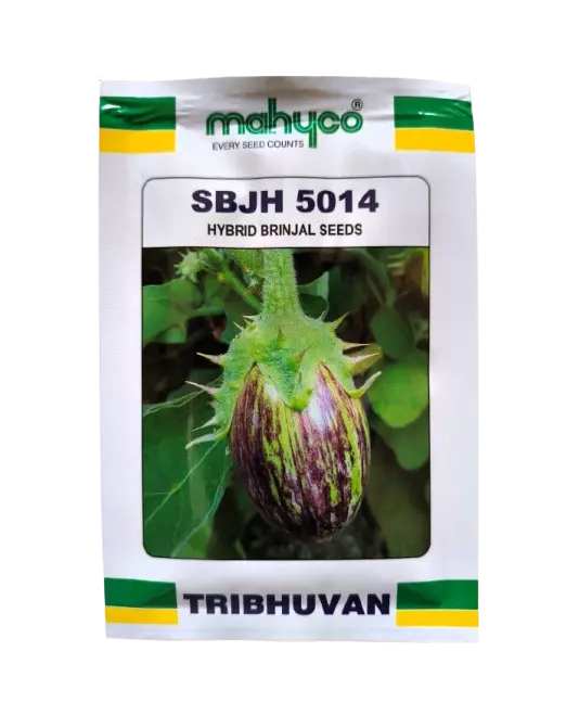 Brinjal seeds SBJH-5014 by Mahyco