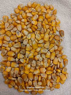 Indian Yellow Maize (Makka) C Grade - 60 kg Indian Yellow Maize (Makka) C Grade - 60 kg