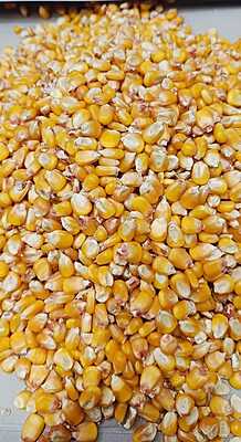 Maize (Makka) A Grade Maize (Makka) A Grade