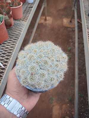 Mammilaria Prolifera Mammilaria Prolifera