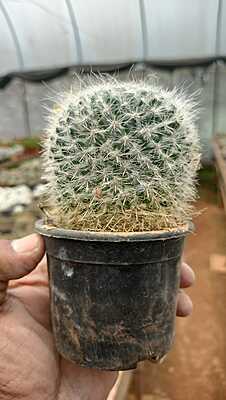 Mammillaria bocasana