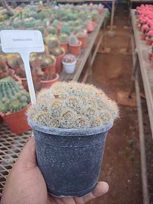 Mammillaria bocasana
