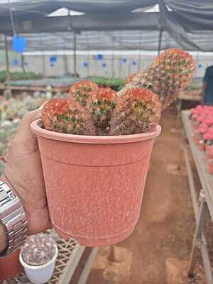 Mammillaria Carmenae Mammillaria Carmenae