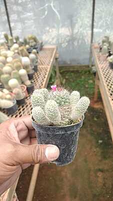Mammillaria Elongata Mammillaria Elongata