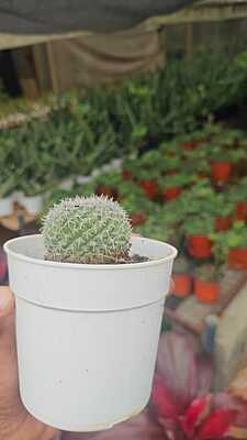 Mammillaria Elongata Mammillaria Elongata