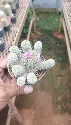 Mammillaria Elongata Mammillaria Elongata