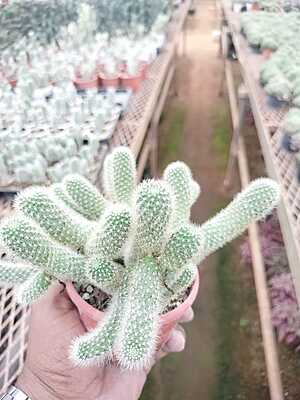 Mammillaria Elongata Mammillaria Elongata