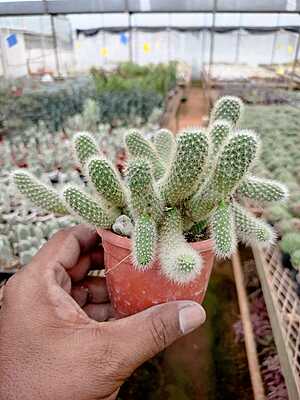 Mammillaria Elongata Mammillaria Elongata