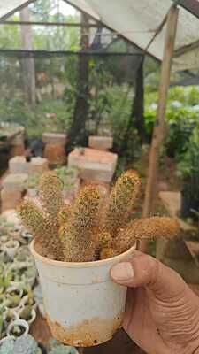 Mammillaria Elongata Mammillaria Elongata
