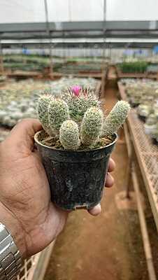 Mammillaria Elongata Mammillaria Elongata