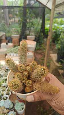 Mammillaria Elongata Mammillaria Elongata