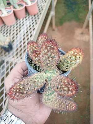 Mammillaria Elongata Mammillaria Elongata