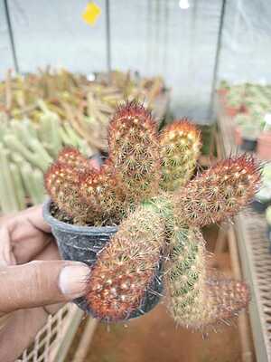 Mammillaria Elongata Mammillaria Elongata