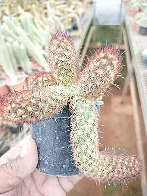 Mammillaria Elongata Mammillaria Elongata