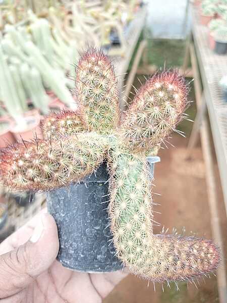 Mammillaria Elongata Mammillaria Elongata