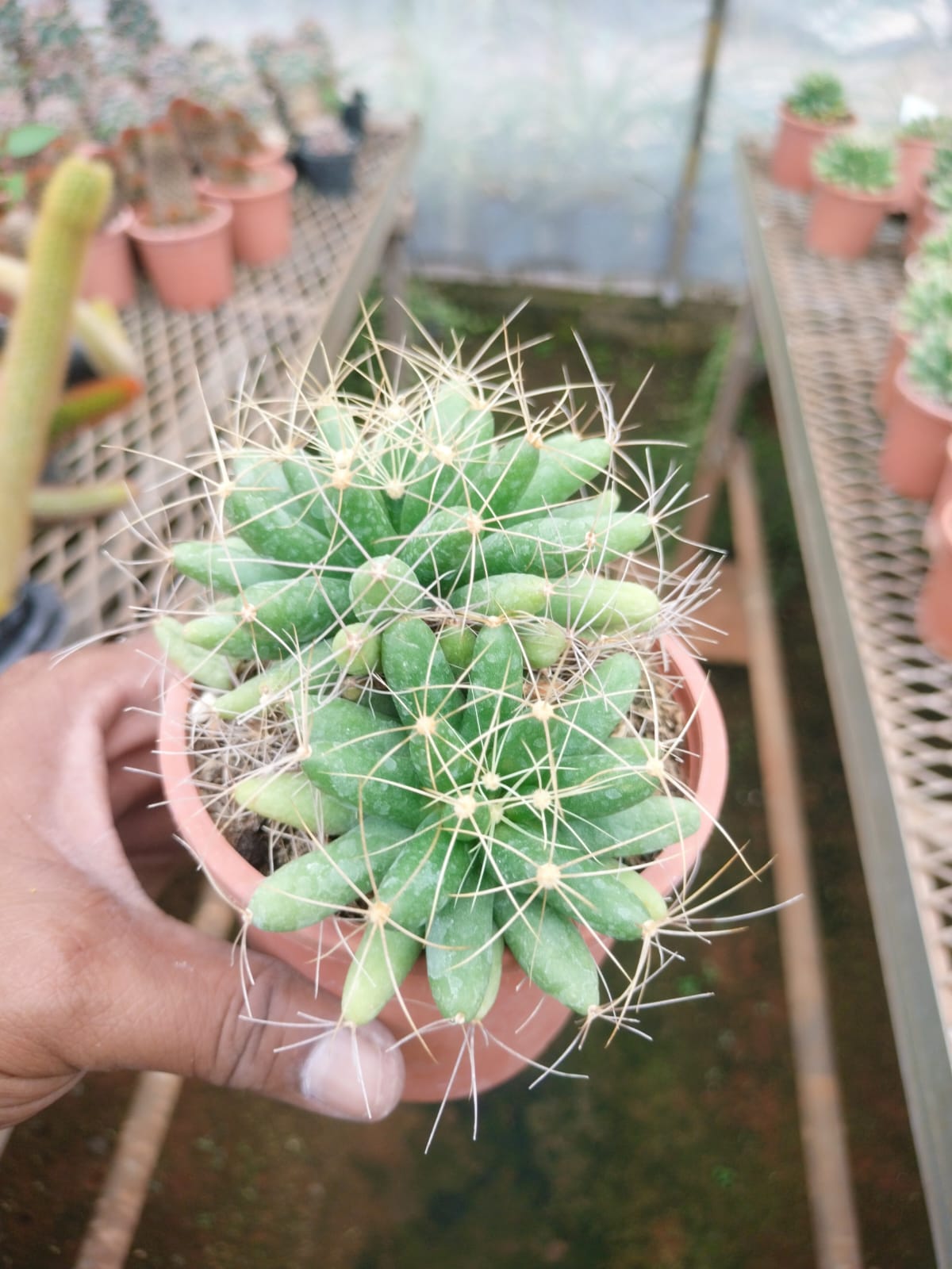 Mammillaria Longimamma